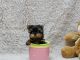 Yorkshire Terrier Puppies for sale in Birmingham St, Etobicoke, ON M8V, Canada. price: NA
