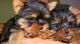 Yorkshire Terrier Puppies for sale in CA-1, Mill Valley, CA 94941, USA. price: NA