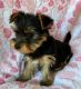 Yorkshire Terrier Puppies for sale in 10001 US-4, Whitehall, NY 12887, USA. price: NA