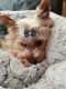 Yorkshire Terrier Puppies for sale in Bath Springs, TN 38311, USA. price: NA