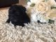 Yorkshire Terrier Puppies for sale in Bath Springs, TN 38311, USA. price: NA