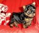 Yorkshire Terrier Puppies for sale in Pennsylvania Crescent, Kitchener, ON N2P, Canada. price: $400