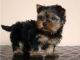 Yorkshire Terrier Puppies for sale in Pennsylvania Crescent, Kitchener, ON N2P, Canada. price: $450