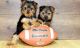 Yorkshire Terrier Puppies for sale in Abbeville, SC 29620, USA. price: NA