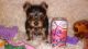 Yorkshire Terrier Puppies for sale in Gastonia, NC, USA. price: NA