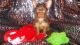 Yorkshire Terrier Puppies for sale in Gastonia, NC, USA. price: $1,000