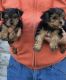 Yorkshire Terrier Puppies for sale in Merrillville, IN, USA. price: $1,200