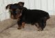 Yorkshire Terrier Puppies for sale in Garden City, ID, USA. price: $500