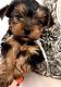 Yorkshire Terrier Puppies for sale in Orangeburg, SC 29115, USA. price: NA