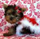 Yorkshire Terrier Puppies for sale in Silver Spring, MD, USA. price: NA