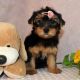 Yorkshire Terrier Puppies for sale in Albany St, New York, NY, USA. price: NA