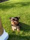 Yorkshire Terrier Puppies for sale in California Ave SW, Seattle, WA, USA. price: NA