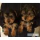 Yorkshire Terrier Puppies for sale in California Ave SW, Seattle, WA, USA. price: NA