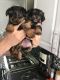 Yorkshire Terrier Puppies for sale in Albany St, Huntington Park, CA 90255, USA. price: NA