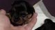 Yorkshire Terrier Puppies for sale in Columbia, SC, USA. price: NA