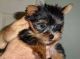 Yorkshire Terrier Puppies for sale in Edmond, OK, USA. price: NA