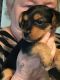 Yorkshire Terrier Puppies for sale in Orangeburg, SC 29115, USA. price: NA