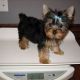 Yorkshire Terrier Puppies for sale in Milwaukee Ave, Vernon Hills, IL, USA. price: NA