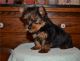 Yorkshire Terrier Puppies for sale in Edmonton, AB, Canada. price: NA