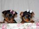 Yorkshire Terrier Puppies for sale in Mechanicsburg, PA, USA. price: NA