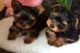 Yorkshire Terrier Puppies for sale in Nevada St, Newark, NJ 07102, USA. price: NA