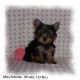 Yorkshire Terrier Puppies for sale in Shelby Charter Township, MI, USA. price: NA