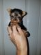 Yorkshire Terrier Puppies for sale in Temecula, CA, USA. price: NA