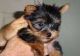 Yorkshire Terrier Puppies for sale in Greensboro, NC, USA. price: $300