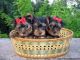 Yorkshire Terrier Puppies for sale in Upper Marlboro, MD 20772, USA. price: NA