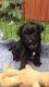 Yorkshire Terrier Puppies for sale in Georgia Ave, Brooklyn, NY 11207, USA. price: NA