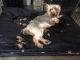 Yorkshire Terrier Puppies for sale in Omar Ave, Carteret, NJ 07008, USA. price: NA