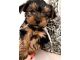 Yorkshire Terrier Puppies for sale in Westerville Woods Dr, Columbus, OH 43231, USA. price: NA