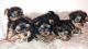 Yorkshire Terrier Puppies for sale in Hagerstown, MD, USA. price: $600