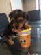Yorkshire Terrier Puppies for sale in Chattanooga, TN 37401, USA. price: NA