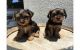 Yorkshire Terrier Puppies for sale in Omar Ave, Carteret, NJ 07008, USA. price: $310