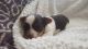 Yorkshire Terrier Puppies for sale in Dallas, NC, USA. price: NA