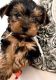 Yorkshire Terrier Puppies for sale in TX-121, Blue Ridge, TX 75424, USA. price: NA