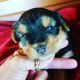 Yorkshire Terrier Puppies for sale in Atoka, OK, USA. price: $800