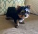 Yorkshire Terrier Puppies for sale in Missouri Ave, Herndon, VA 20170, USA. price: NA
