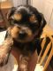 Yorkshire Terrier Puppies for sale in Martinsburg, WV, USA. price: NA