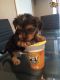 Yorkshire Terrier Puppies for sale in NJ-38, Cherry Hill, NJ 08002, USA. price: NA