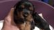 Yorkshire Terrier Puppies for sale in Henryetta, OK 74437, USA. price: $450