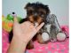 Yorkshire Terrier Puppies for sale in California Rd, Mt Vernon, NY 10552, USA. price: NA