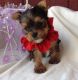 Yorkshire Terrier Puppies for sale in Hartford, CT, USA. price: NA