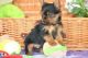 Yorkshire Terrier Puppies for sale in Kansas City, KS, USA. price: NA