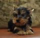 Yorkshire Terrier Puppies for sale in Rowland, PA, USA. price: NA