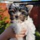 Yorkshire Terrier Puppies for sale in GA-85, Atlanta, GA, USA. price: $500