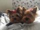 Yorkshire Terrier Puppies for sale in GA-85, Atlanta, GA, USA. price: $600
