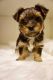 Yorkshire Terrier Puppies for sale in Texas City, TX, USA. price: $450