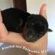 Yorkshire Terrier Puppies for sale in Neosho, MO 64850, USA. price: NA